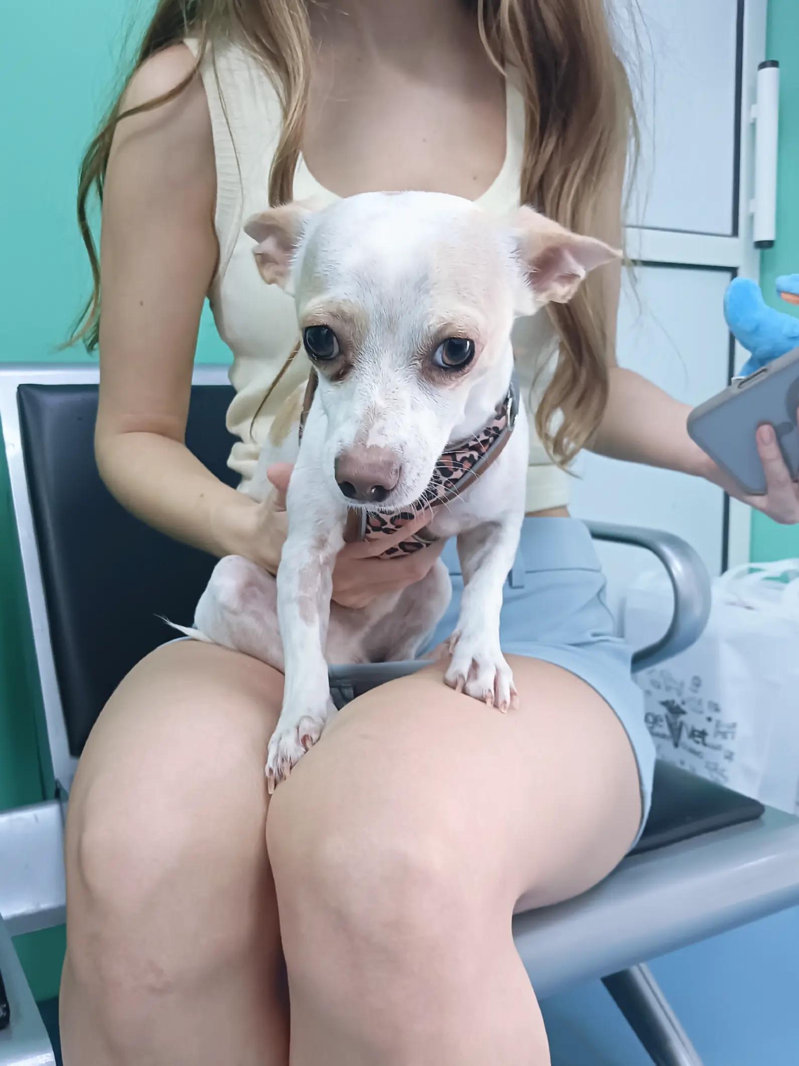 @VillagevVet LLC