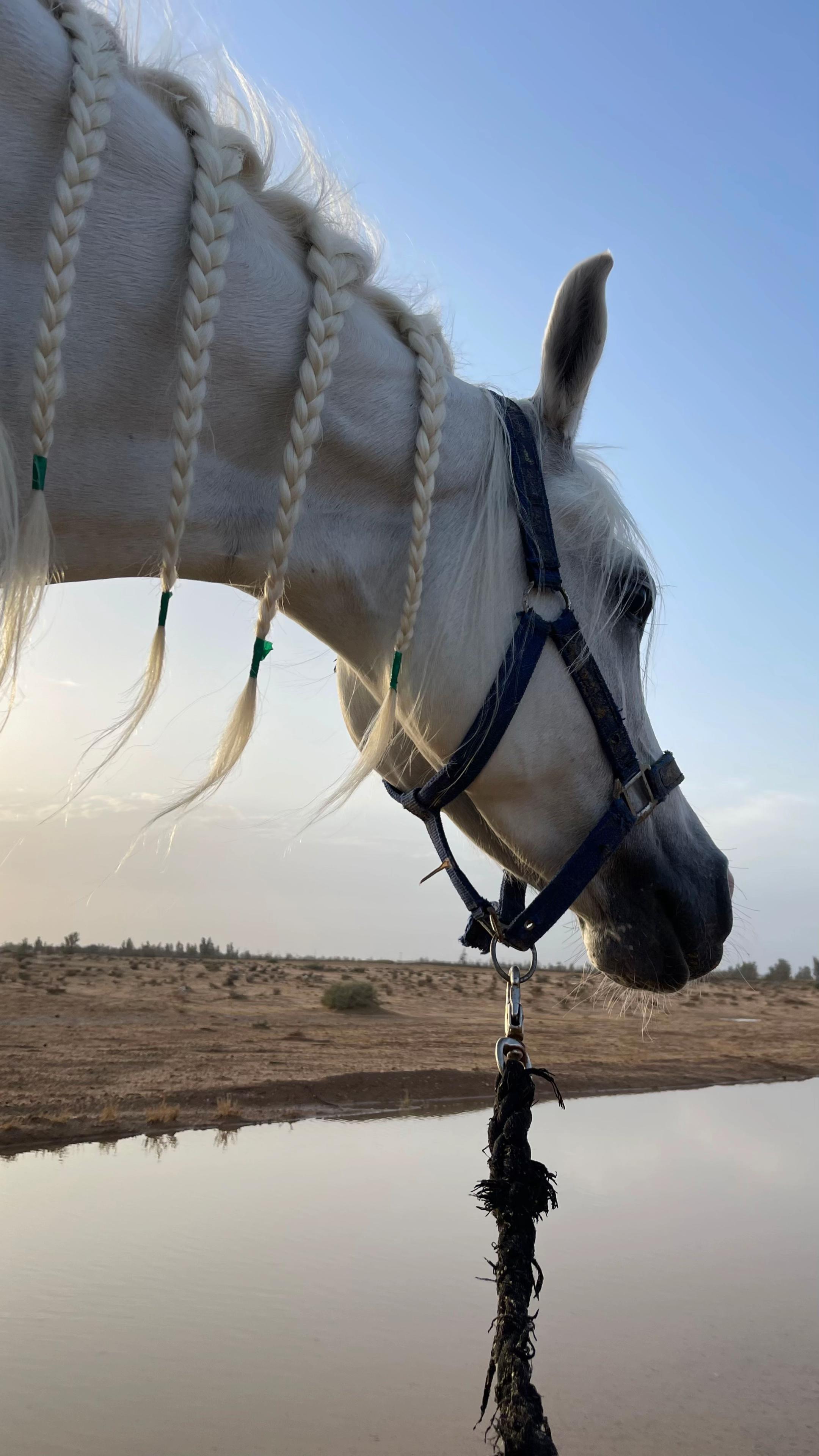 @هاني الدابس الشراري🐎