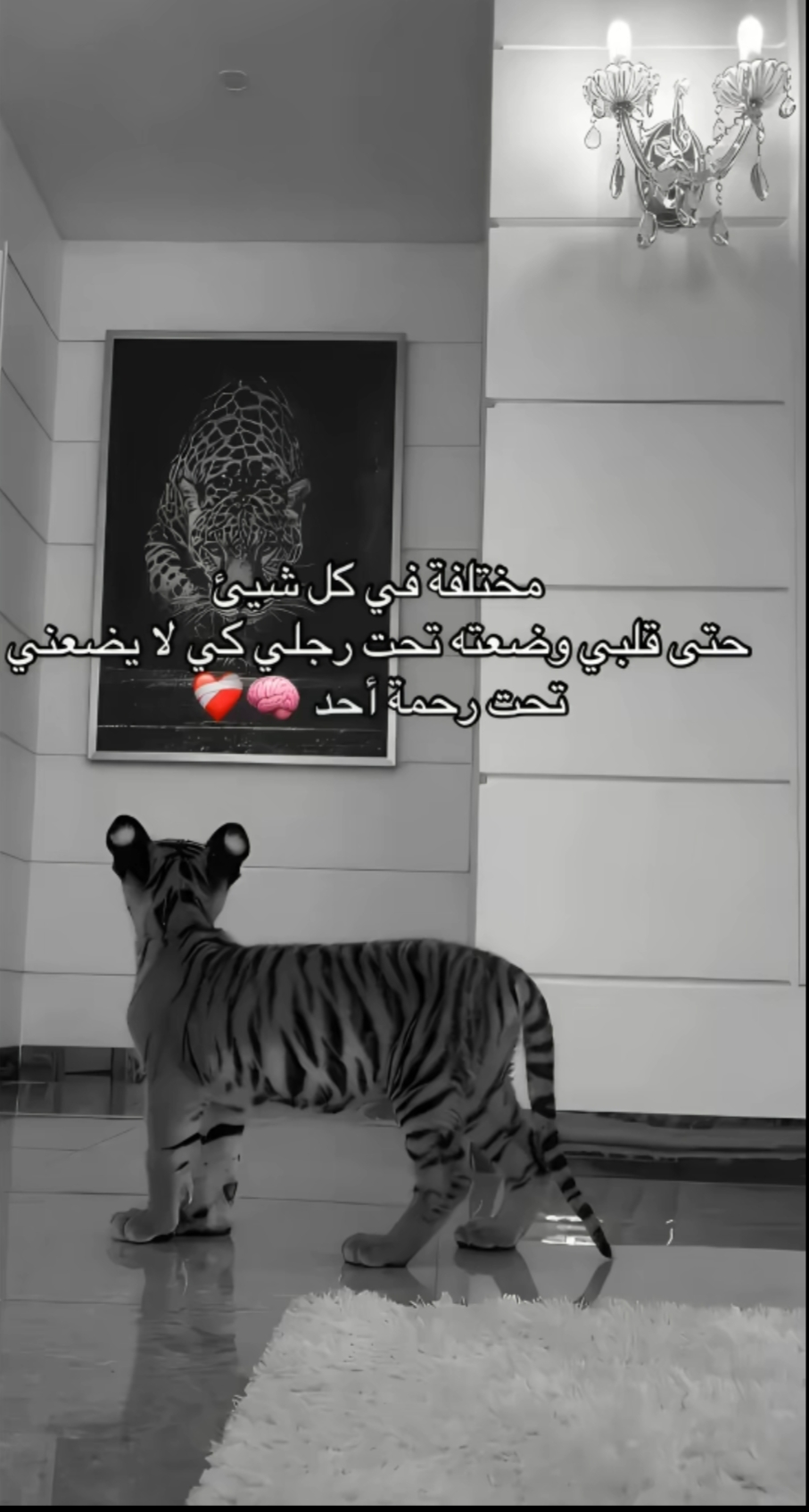 @❤️الفتاة_السمراء❤️