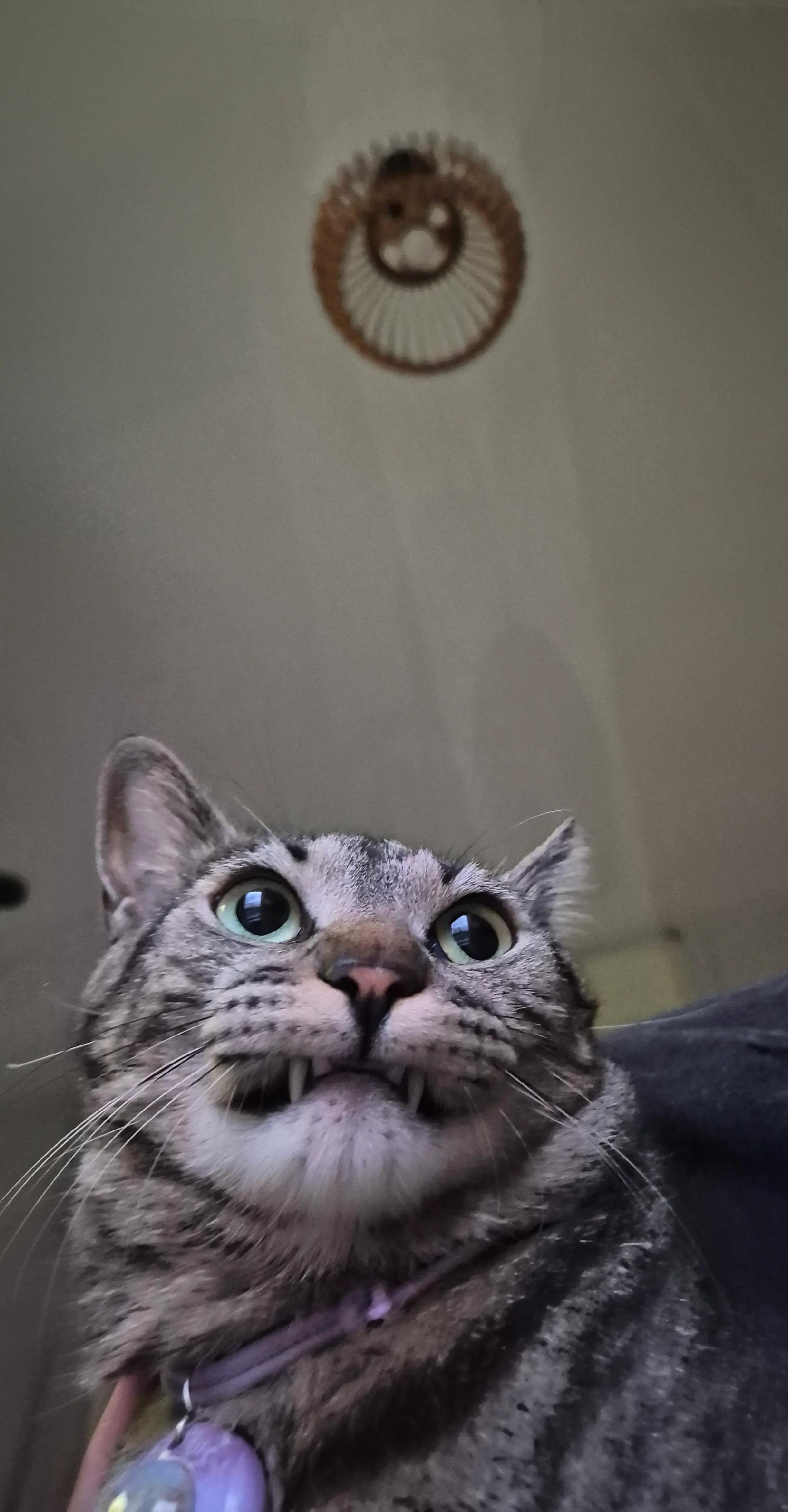 @Mushu