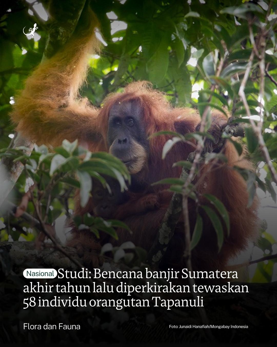 @mongabayindonesia