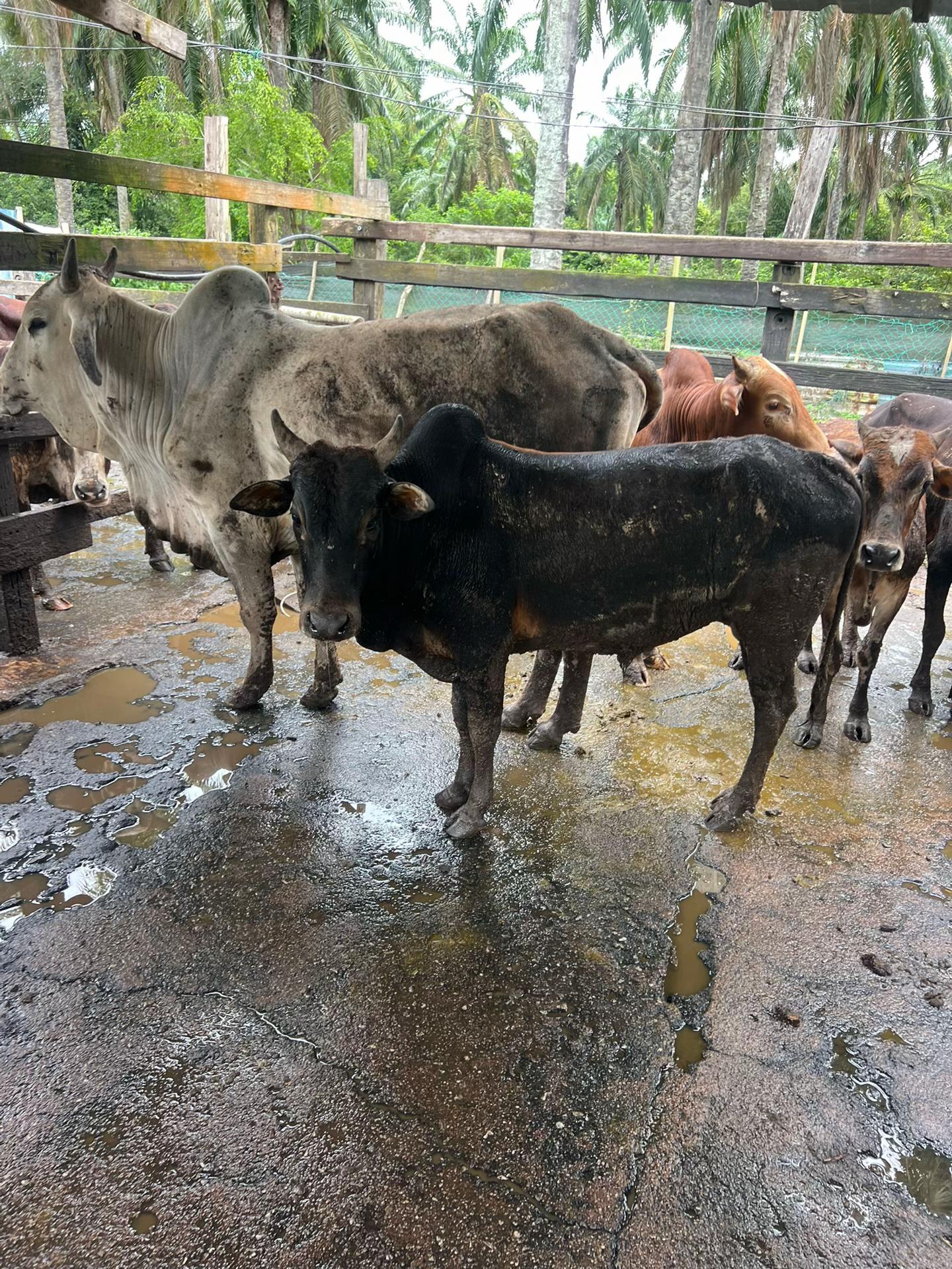 @Haziq farm