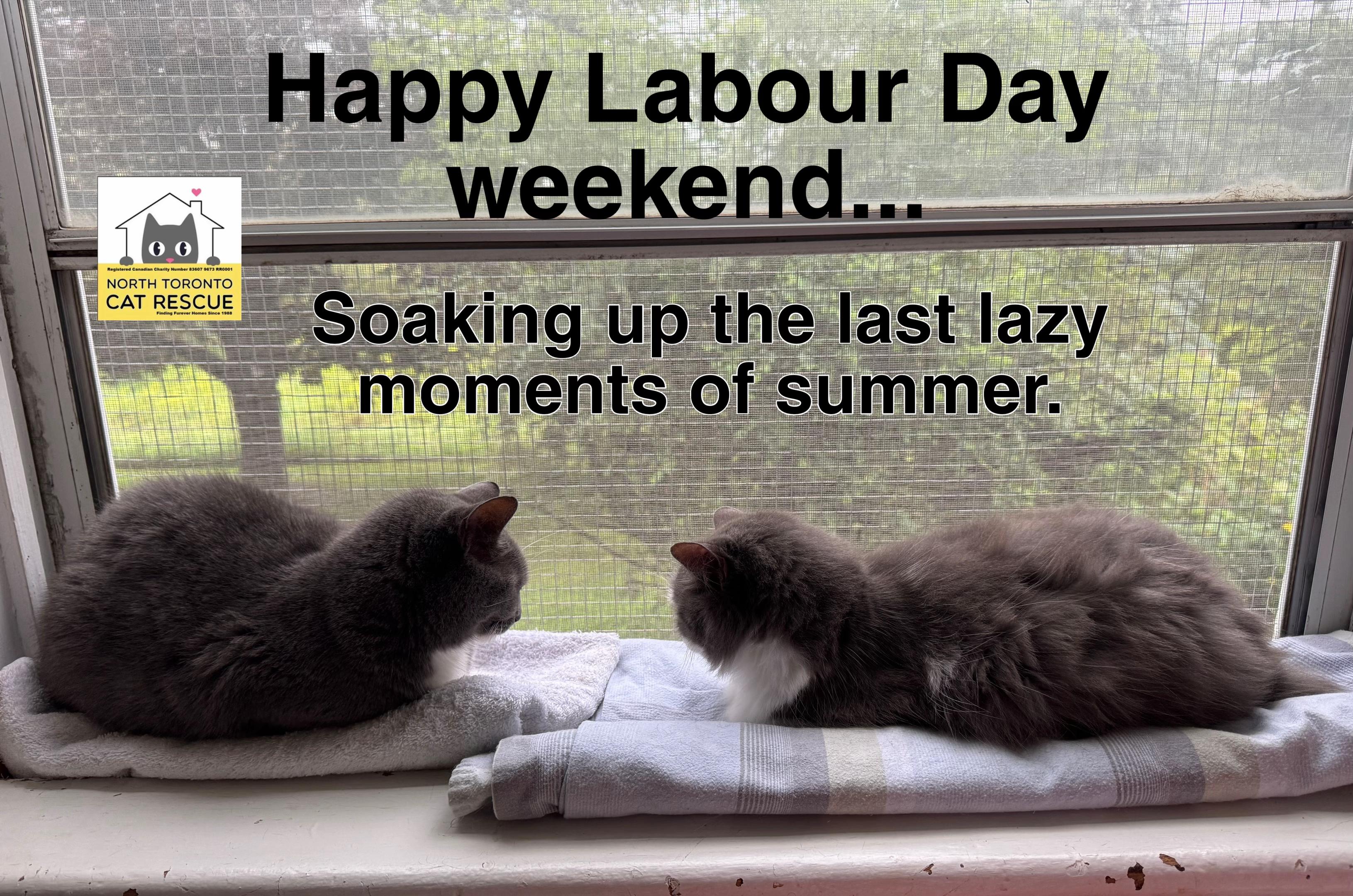 @North Toronto Cat Rescue