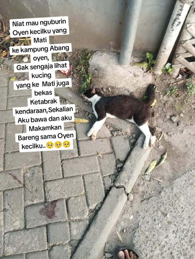 @Shanshan Ngapruk