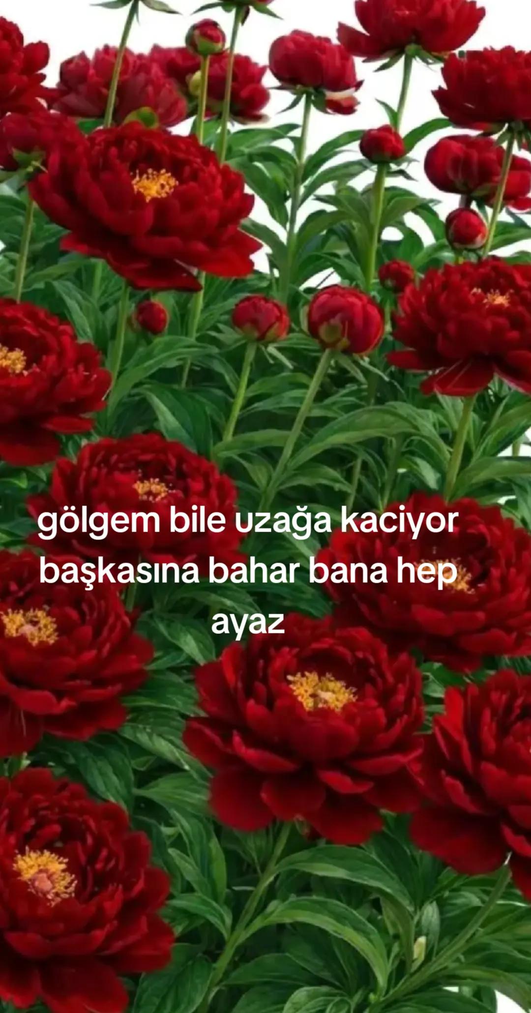 @Karako&ccedil;