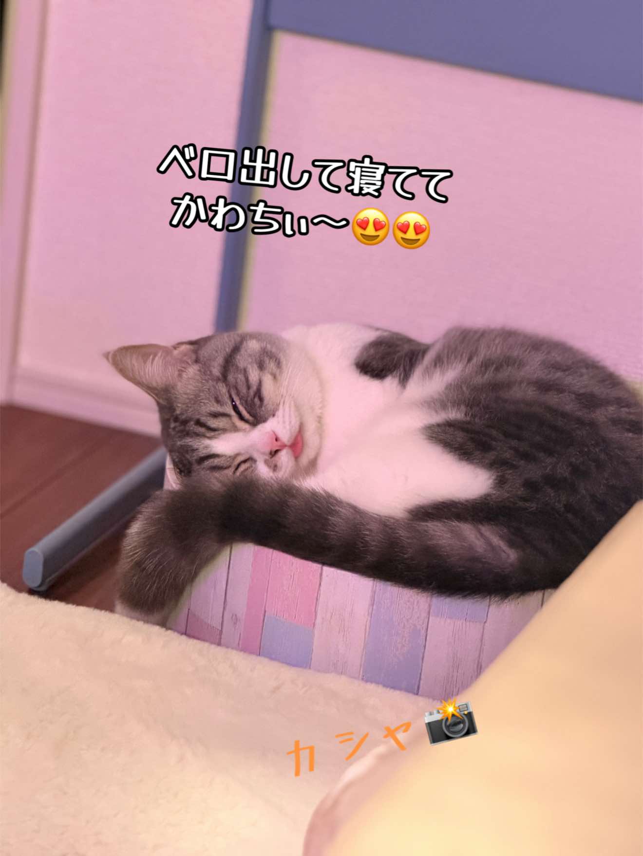 @☆しじみ☆マンチカン