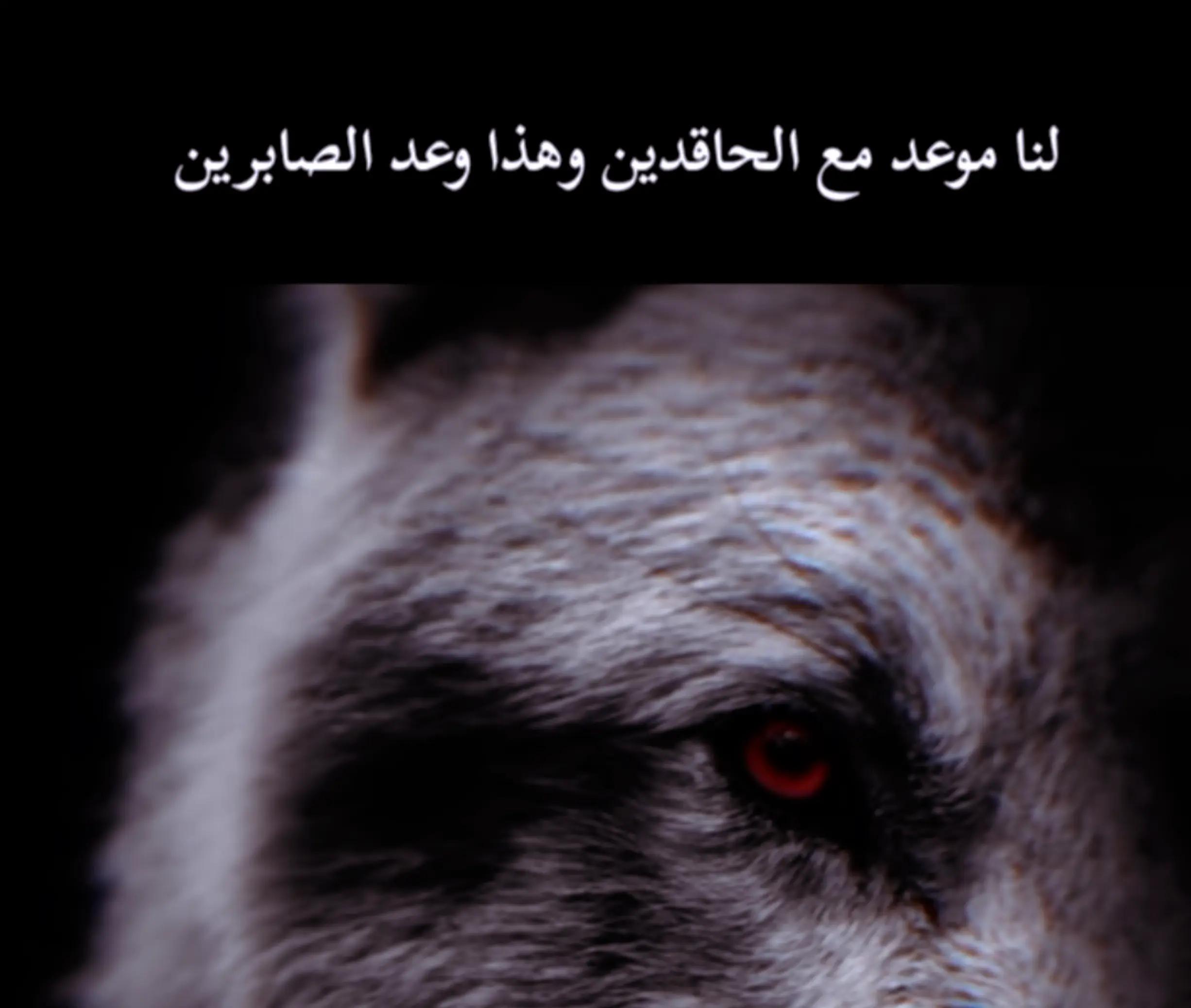@🐺Wolf🇦🇱