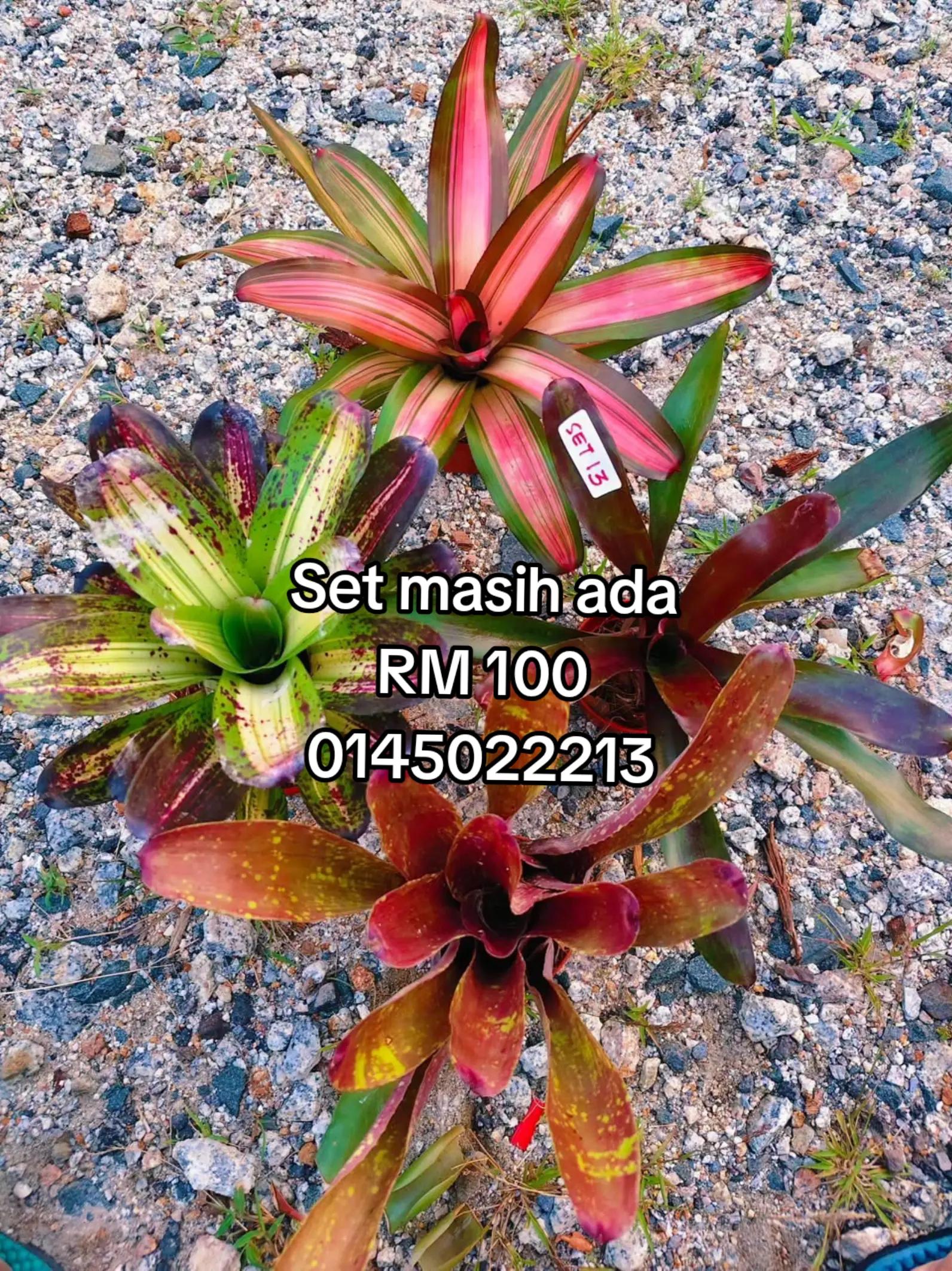 @MEKNA Garden