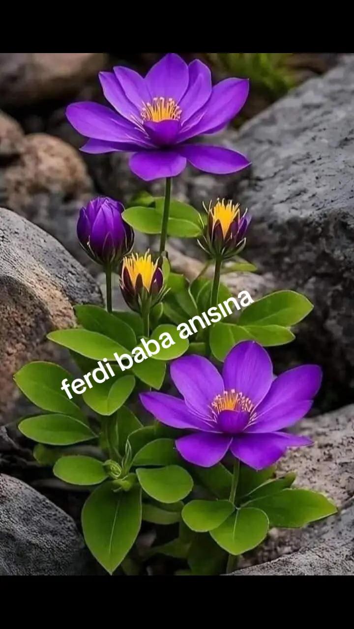 @zorkadın78