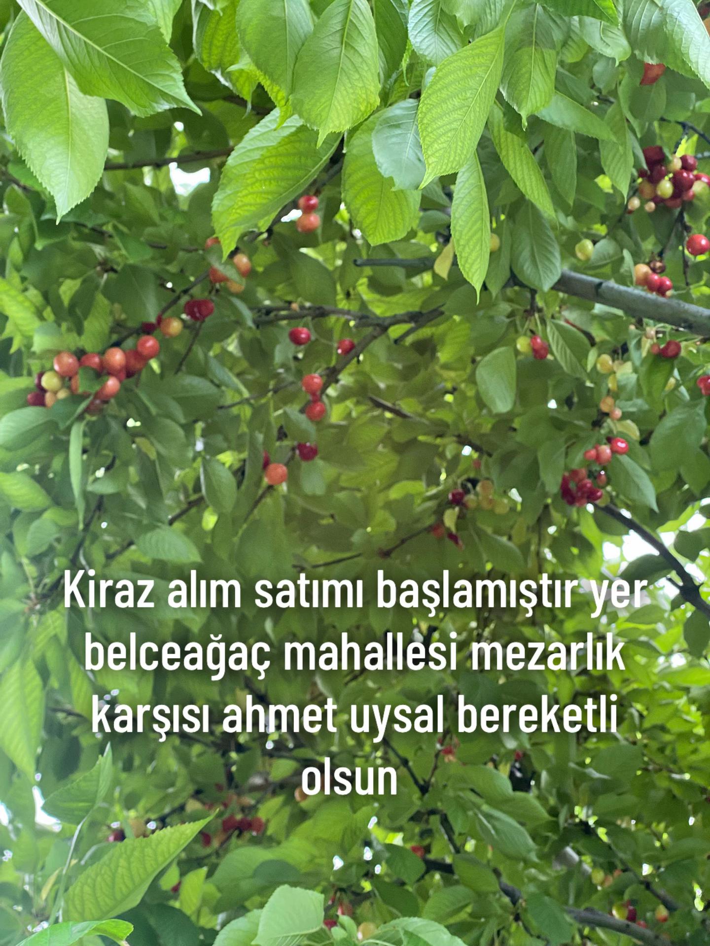 @KonyalıMüco4268