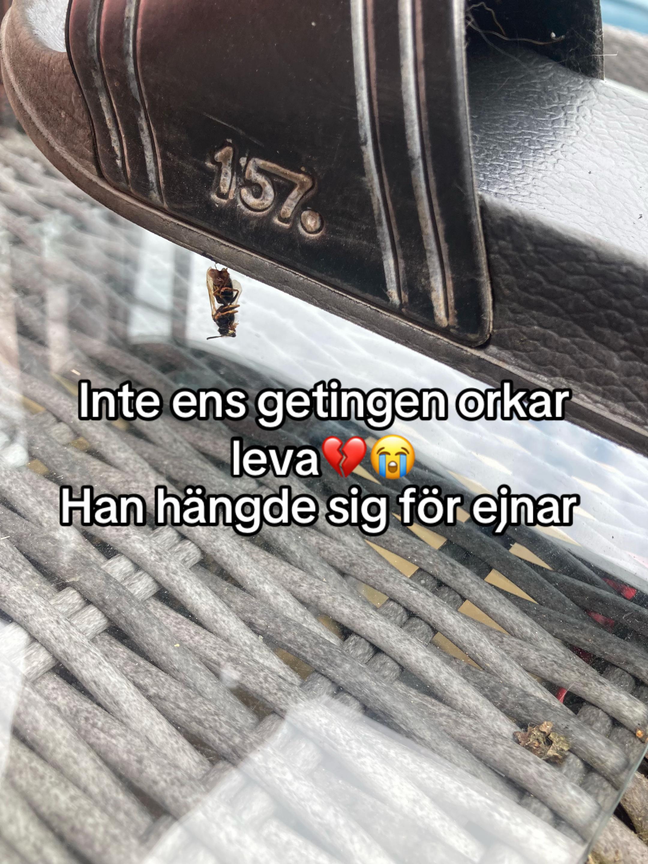 @🇸🇪🇫🇮