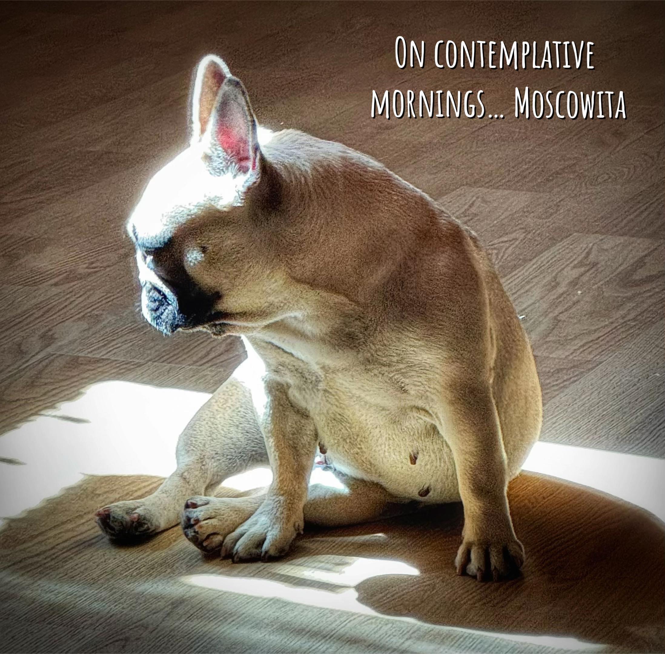 @Bosphorus Bulls French Bulldog