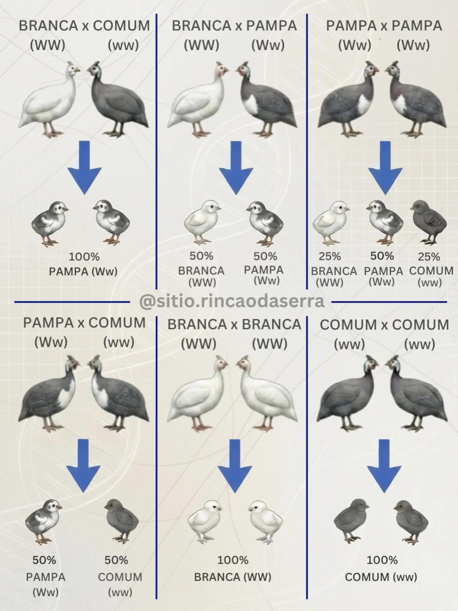 @Əziz Kürdəxanı FARM 𐱅𐰇𐰼𐰰