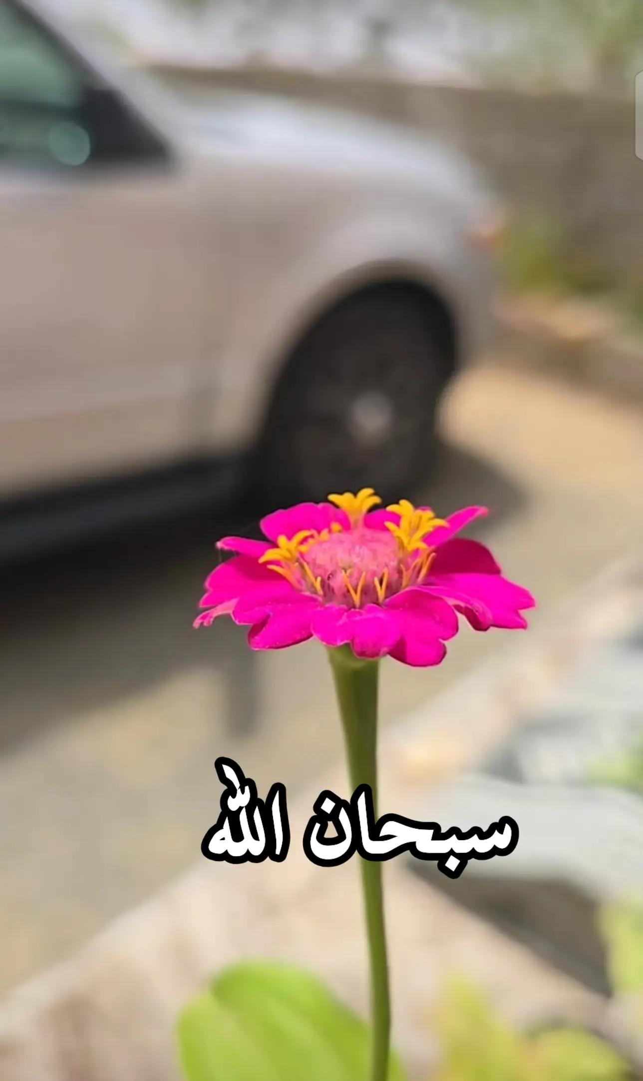 @🇸🇦َ𝙚𝙡𝙘𝙝𝙚𝙛🇪🇬