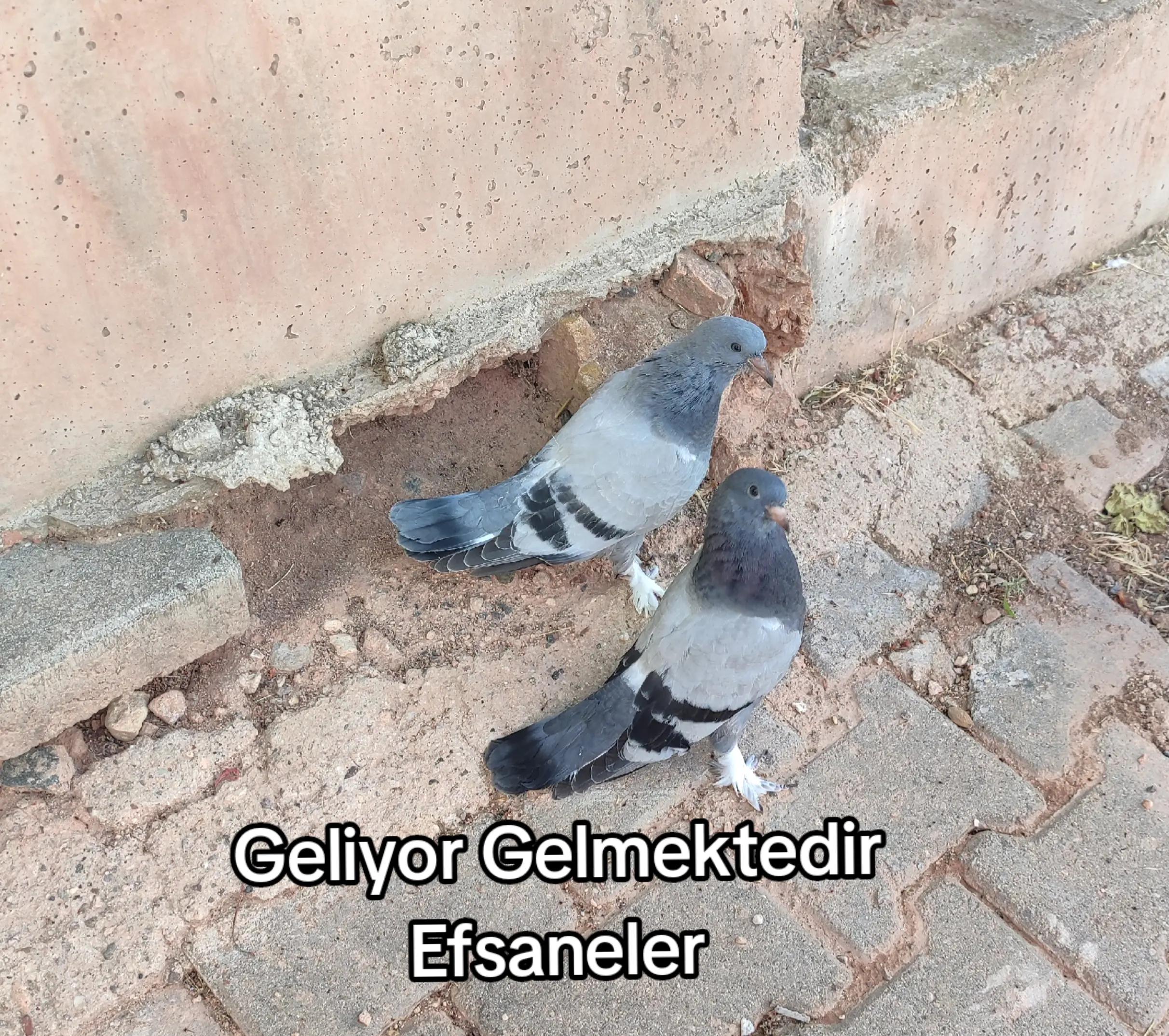 @Hacı Osman Tanrıkulu