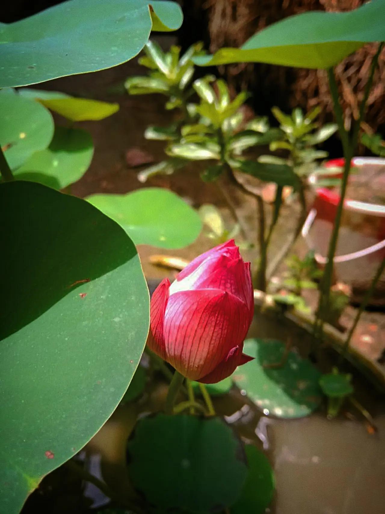 @🕉️ রো দ 🕉️