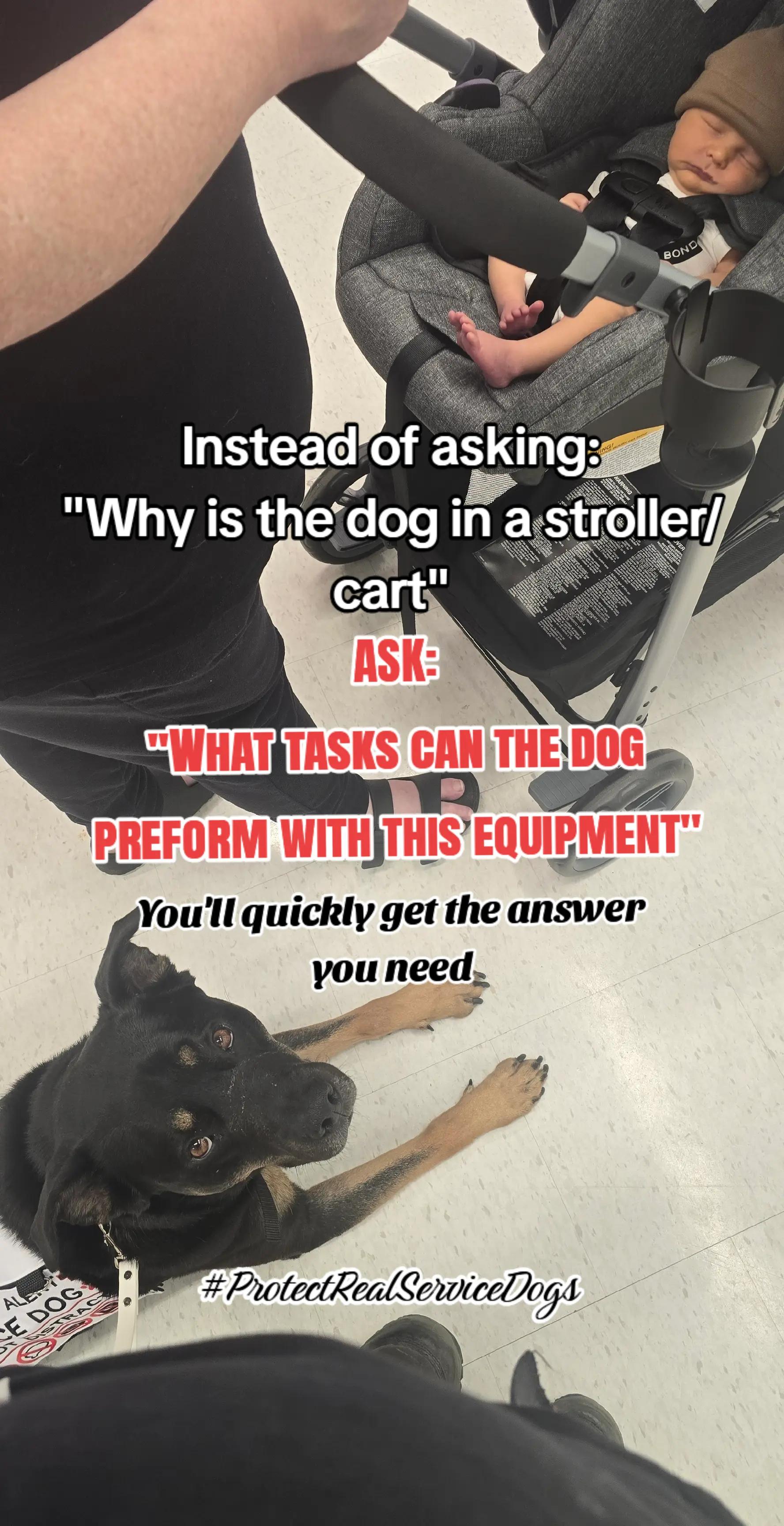 @Kairo's K9s Training 🇨🇦