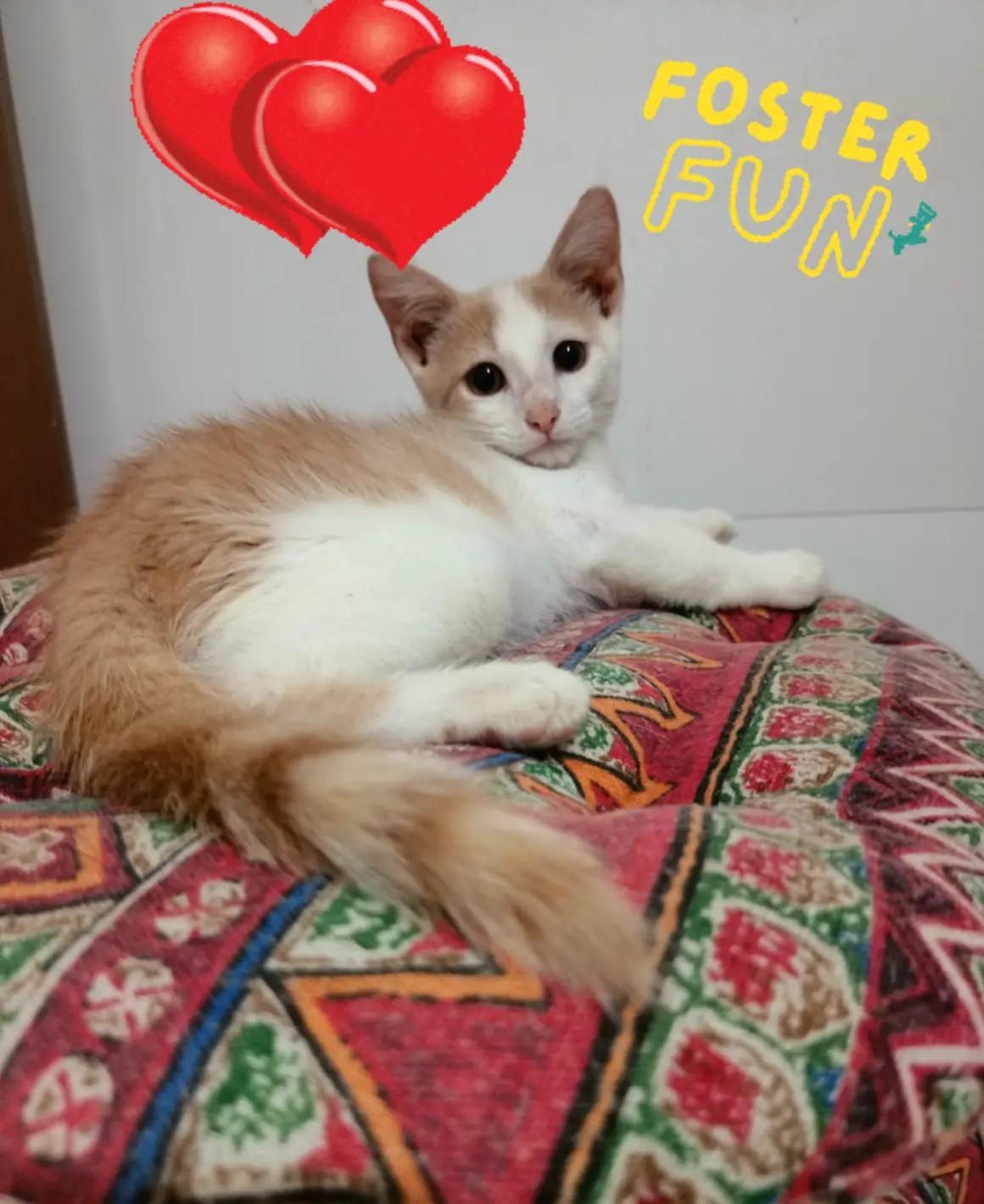 @MicroCat🐈⬛Kaya🐈⬛🩷💎
