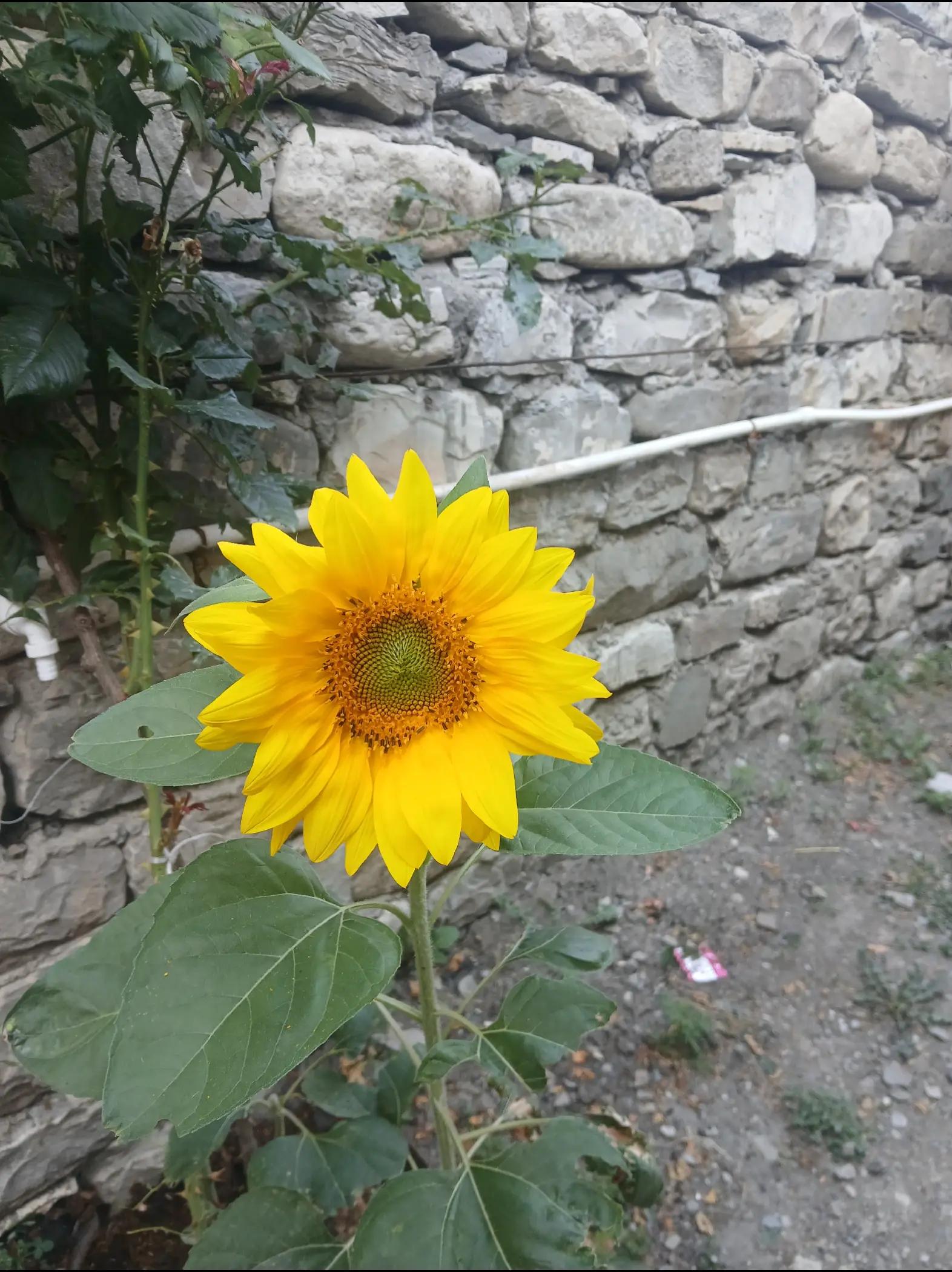 @GÜLÜM✅️