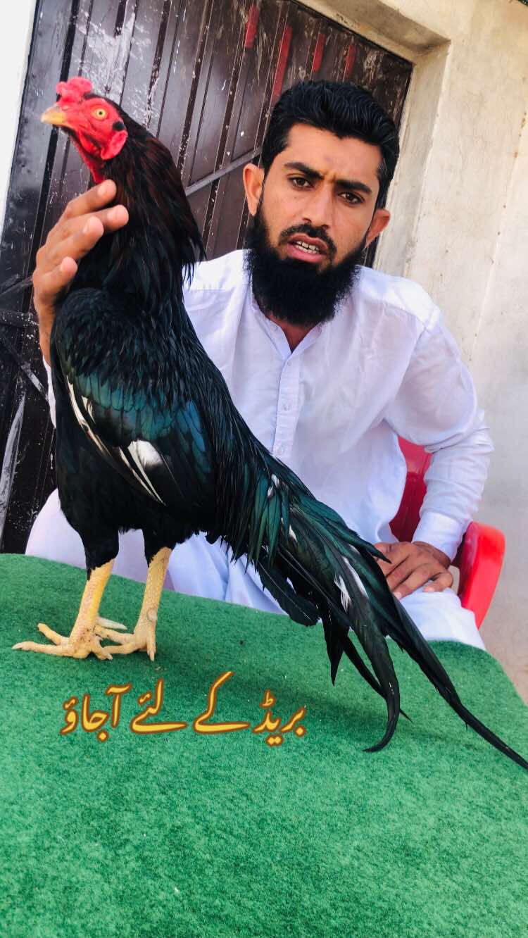@Poultry Markaz