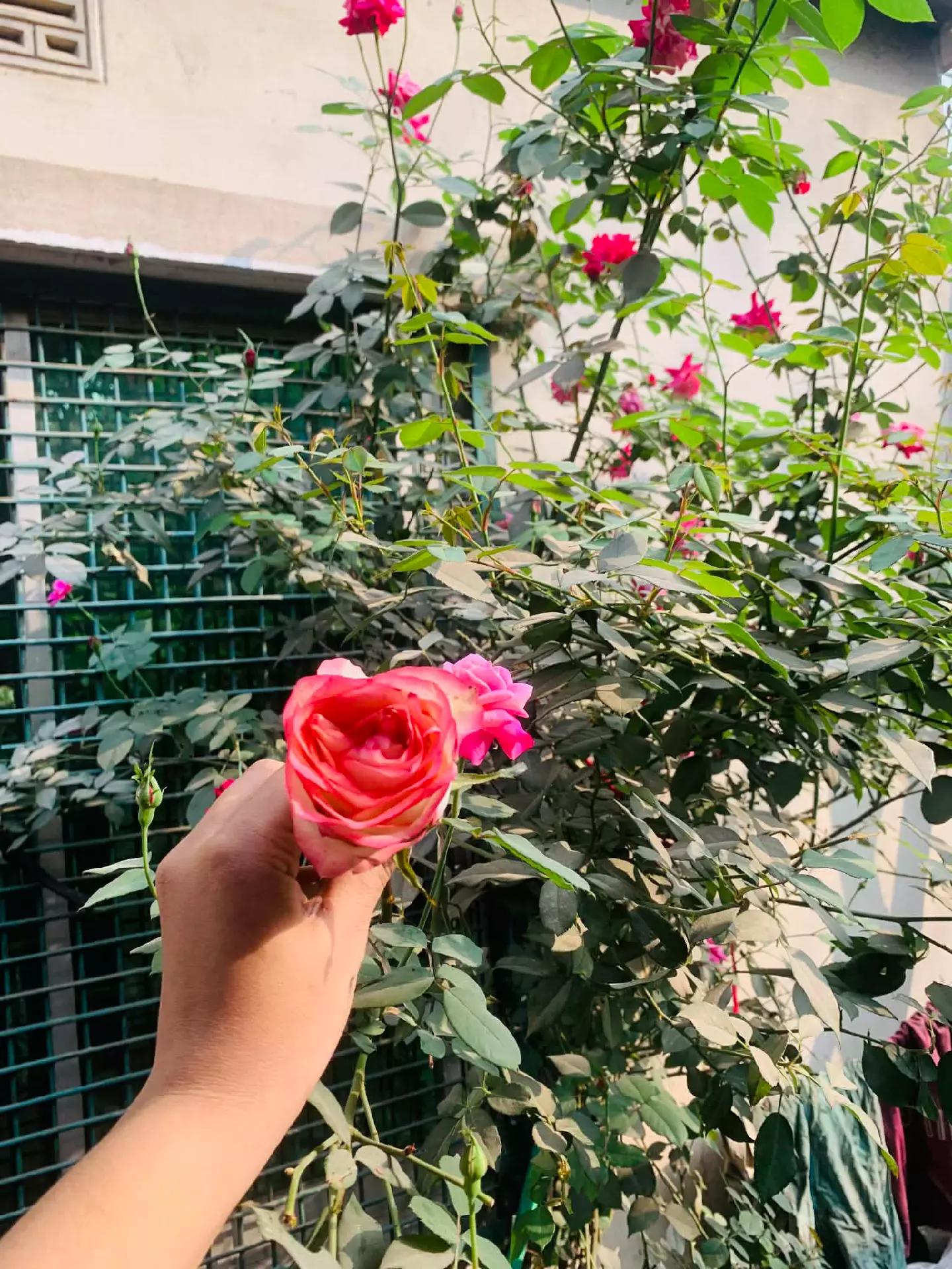 @🕊️Suborna🕊️
