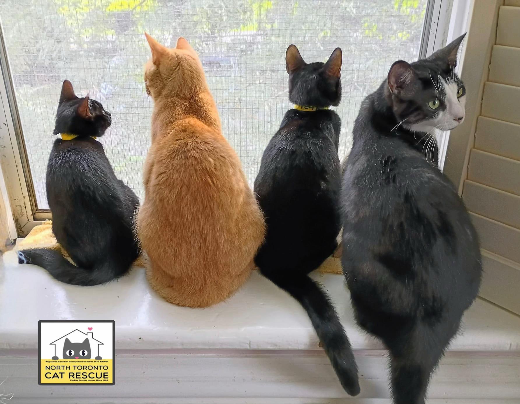 @North Toronto Cat Rescue