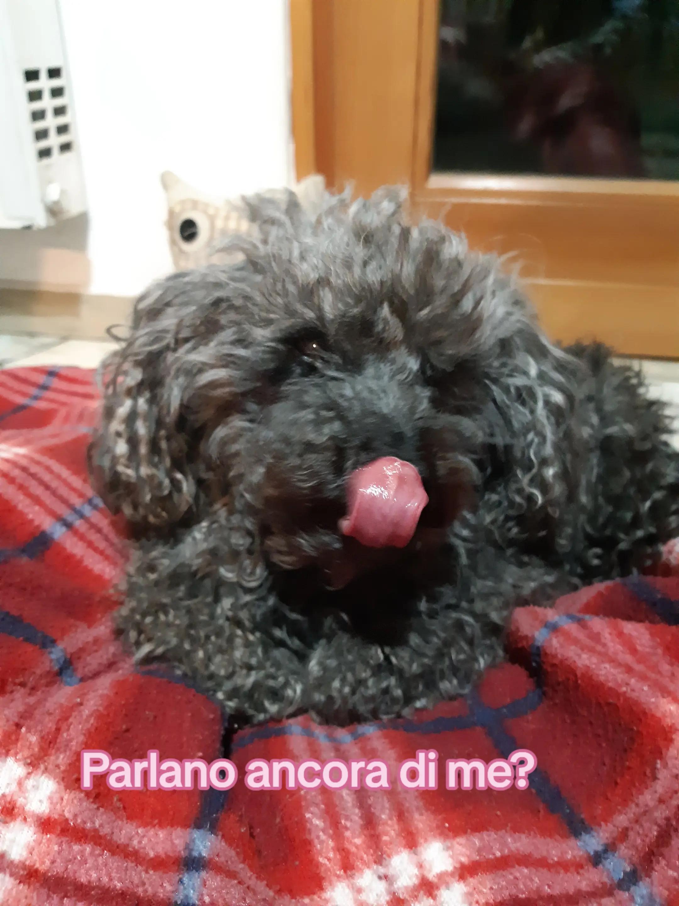 @Isobel ❤️ Pandora & SkifoGatti