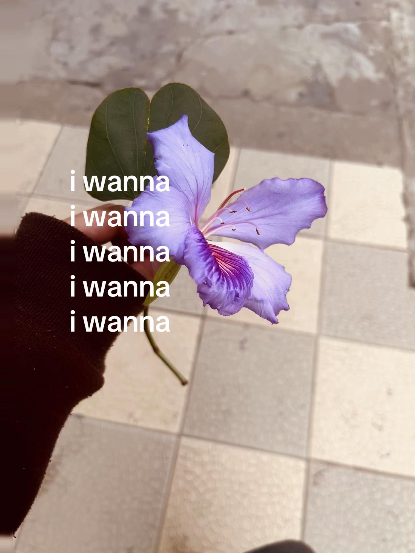 @akira