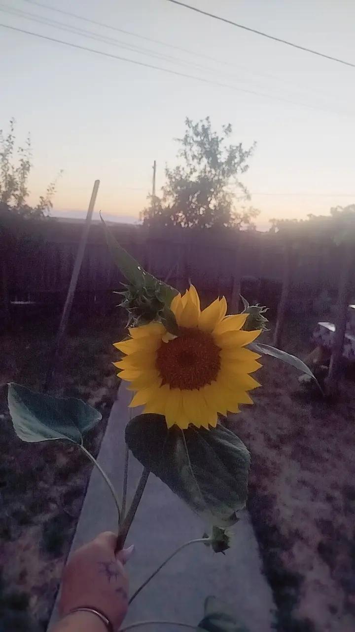 @Silvia Castaldi