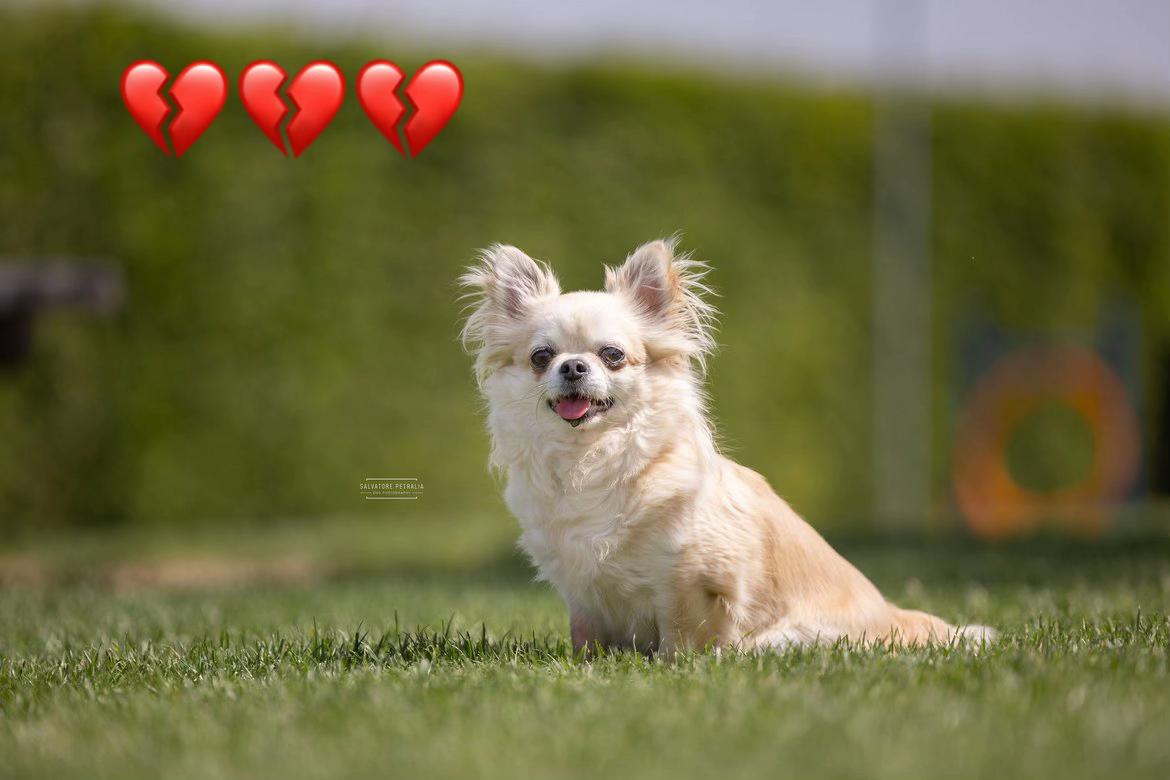 @Danielle |(chihuahua)mama 🐕🩵