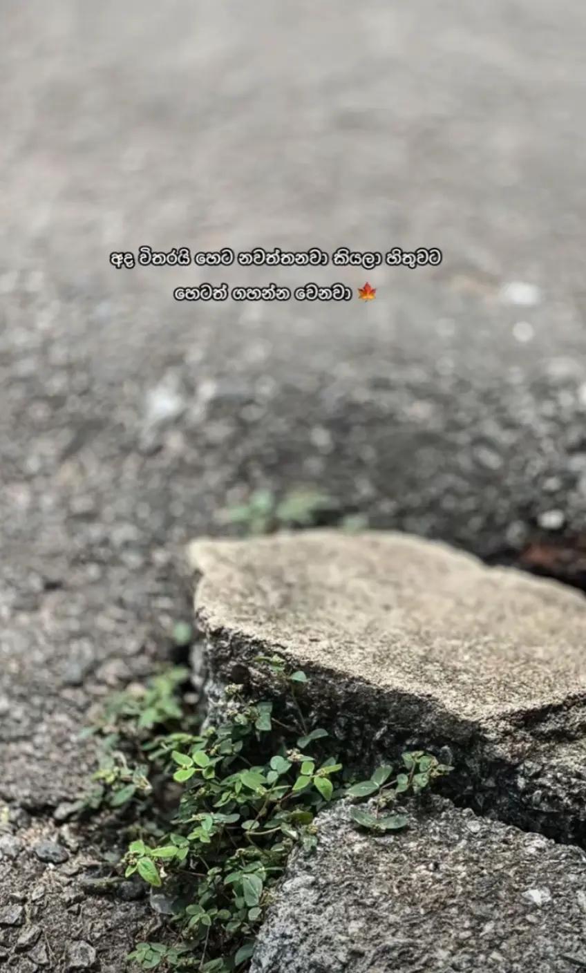 @R ᴀ V ɪ Y ᴀ 🤍🐰