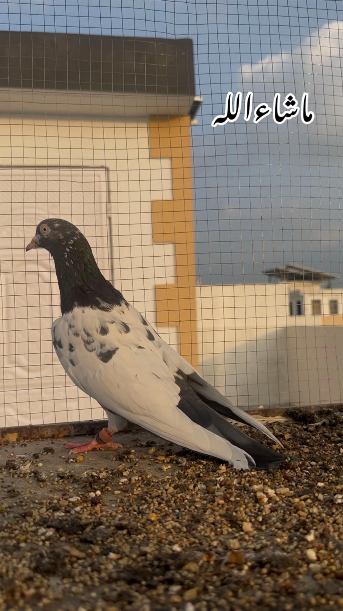 @Royal Birds 🕊️👑