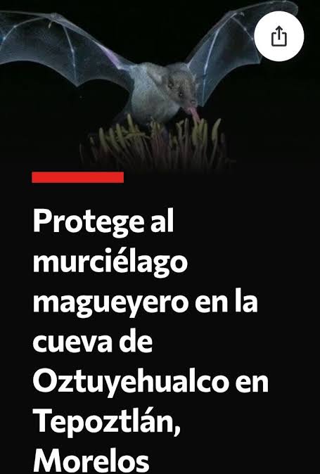 @La Banana Ambiental