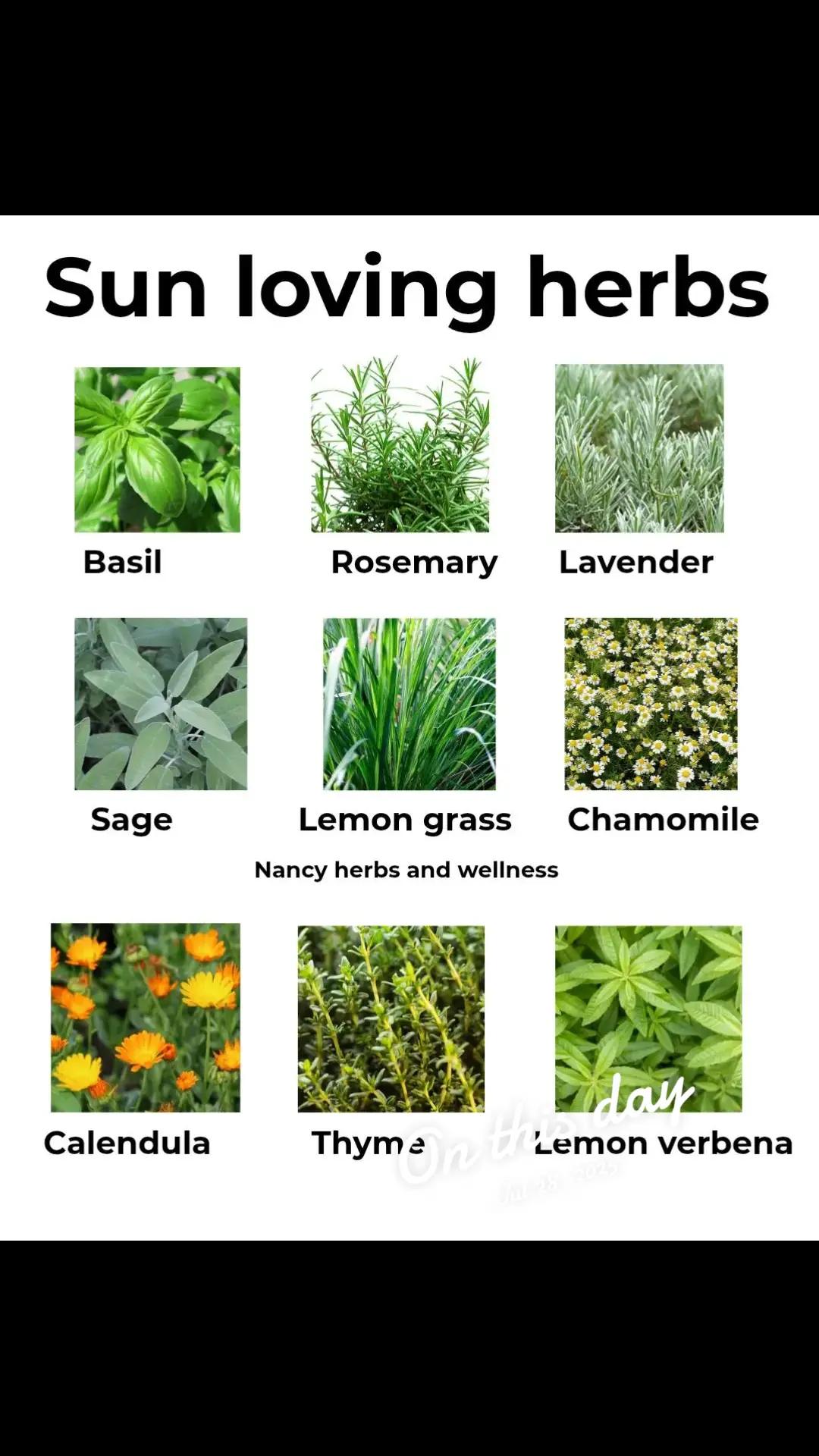 @nancyherbsandwellness