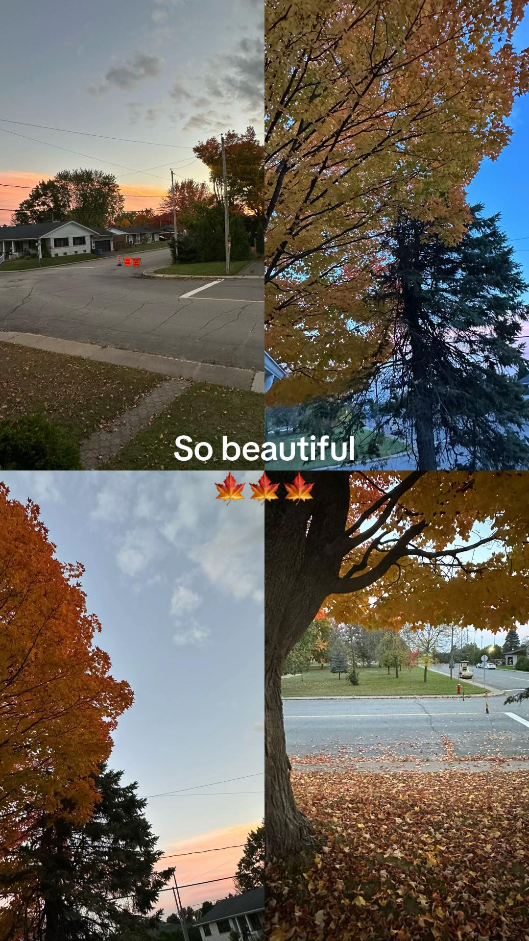 @caroleperreault55