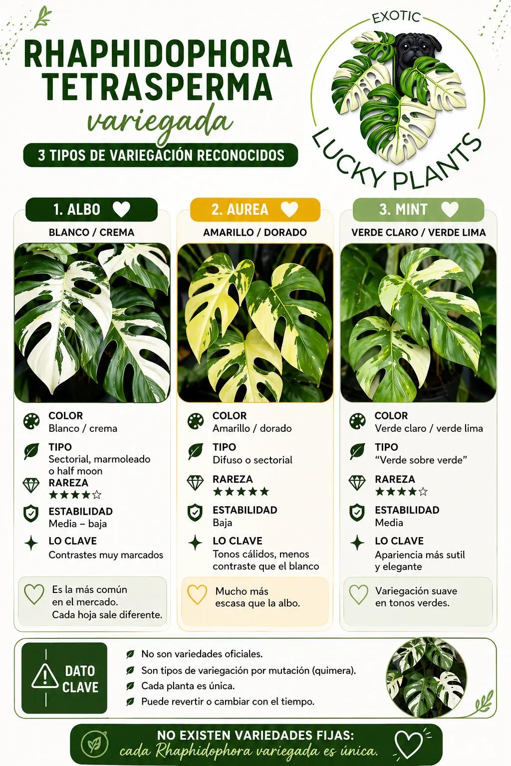 @LUCKY PLANTS