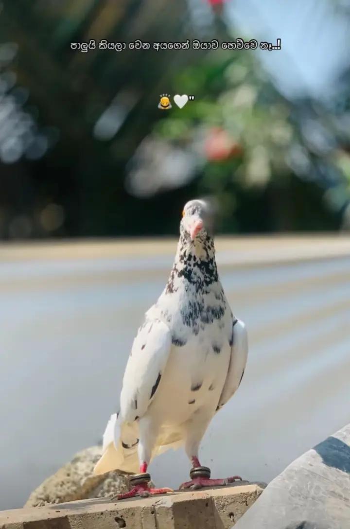 @𝑺𝒉𝒂𝒃𝒊𝒏 爱✨☁