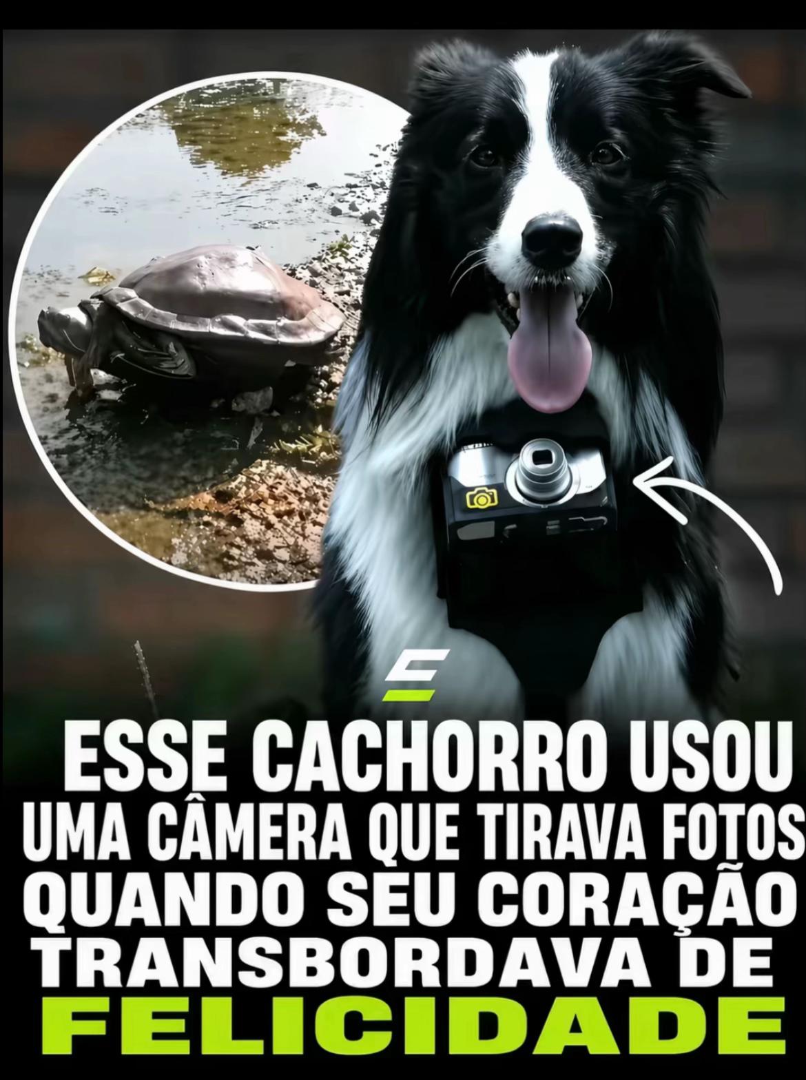 @gui foga&ccedil;a