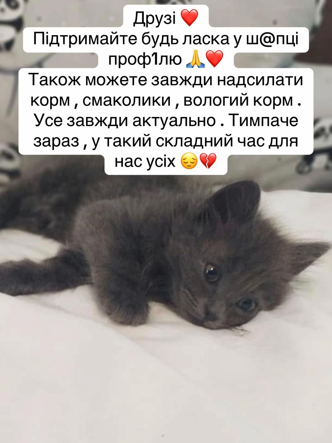 @tanya.help.animal