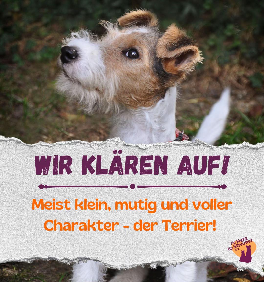 @Ein Herz für Streuner e.V.