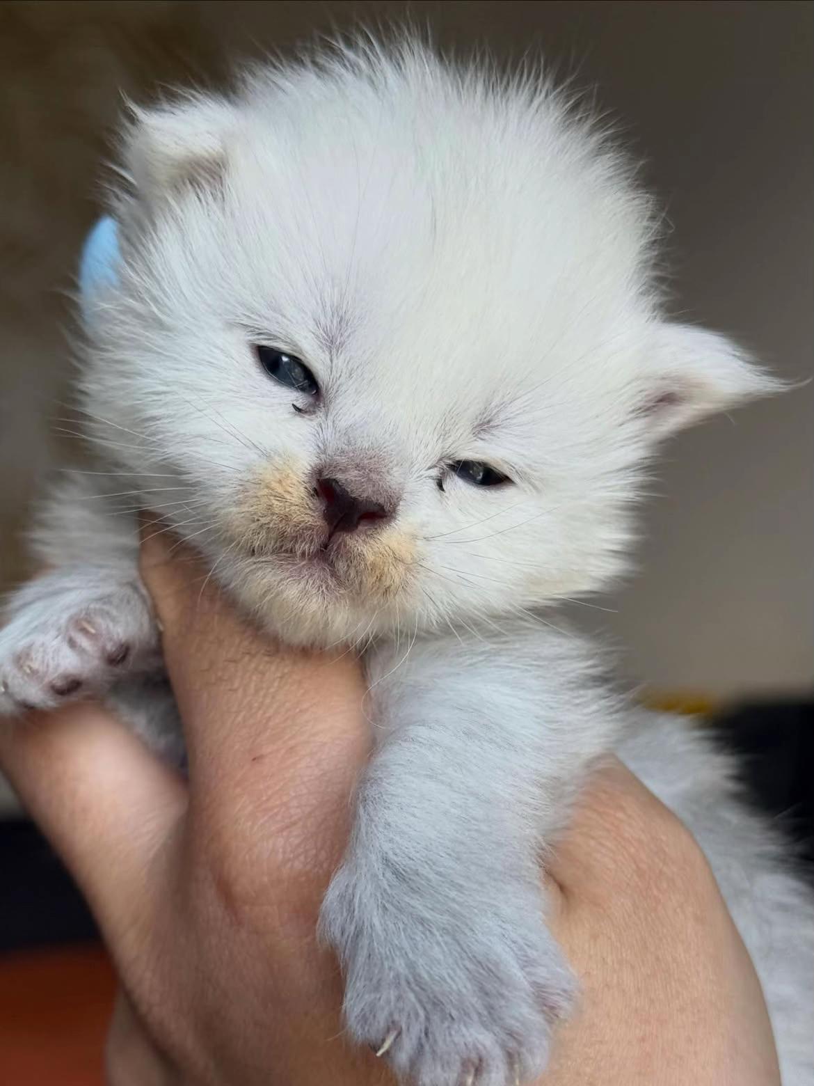@Royal Mainecoon🇫🇷