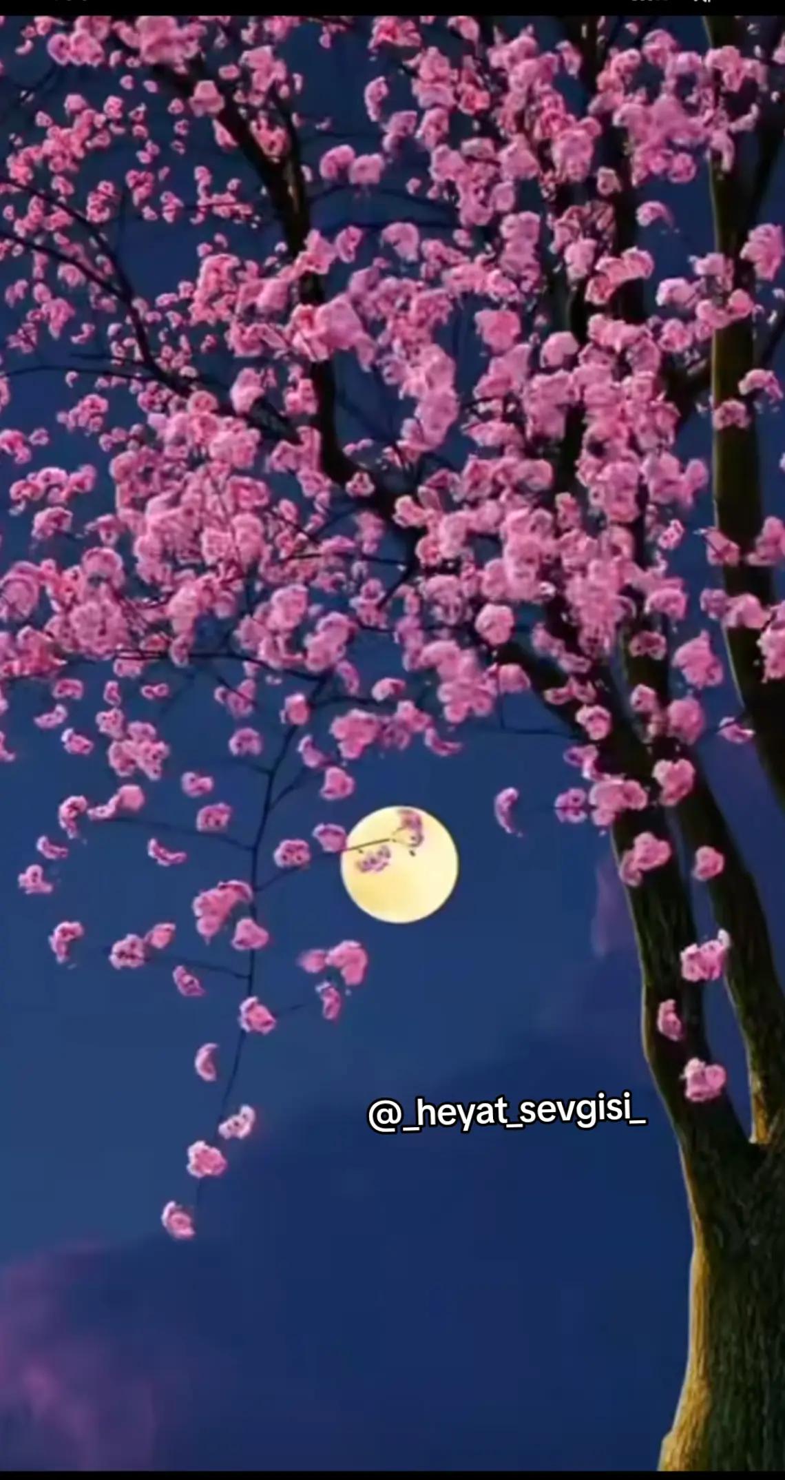 @💖✨
