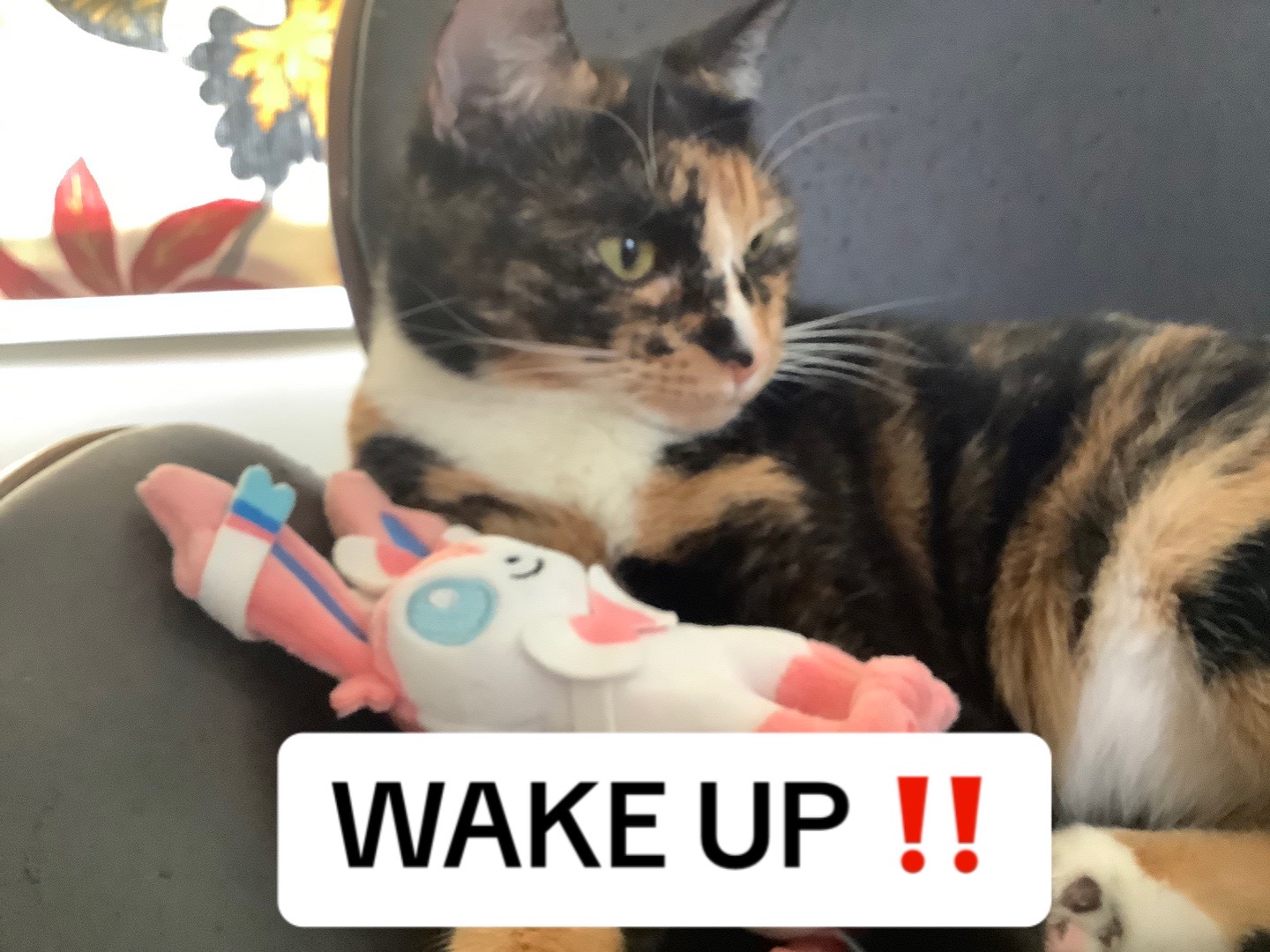 @🐾🐈🖤🤍🧡