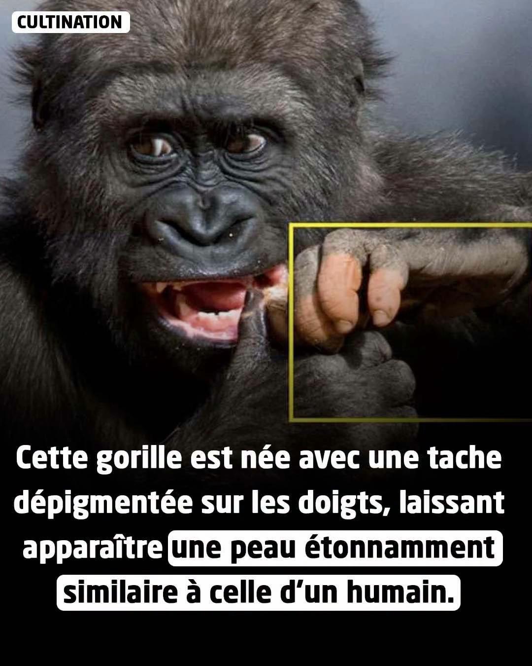 @Les merveilles du Congo 🇨🇩