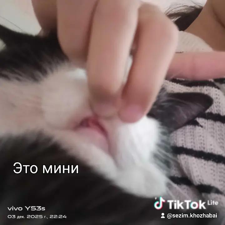 @Мукабай 🐈