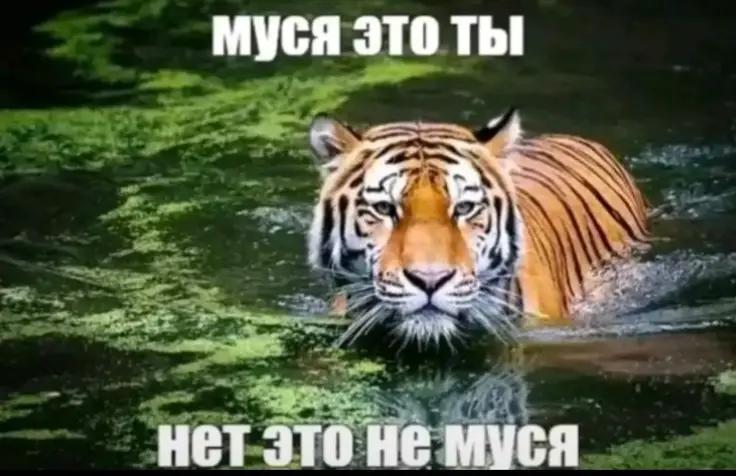 @Шишмиш