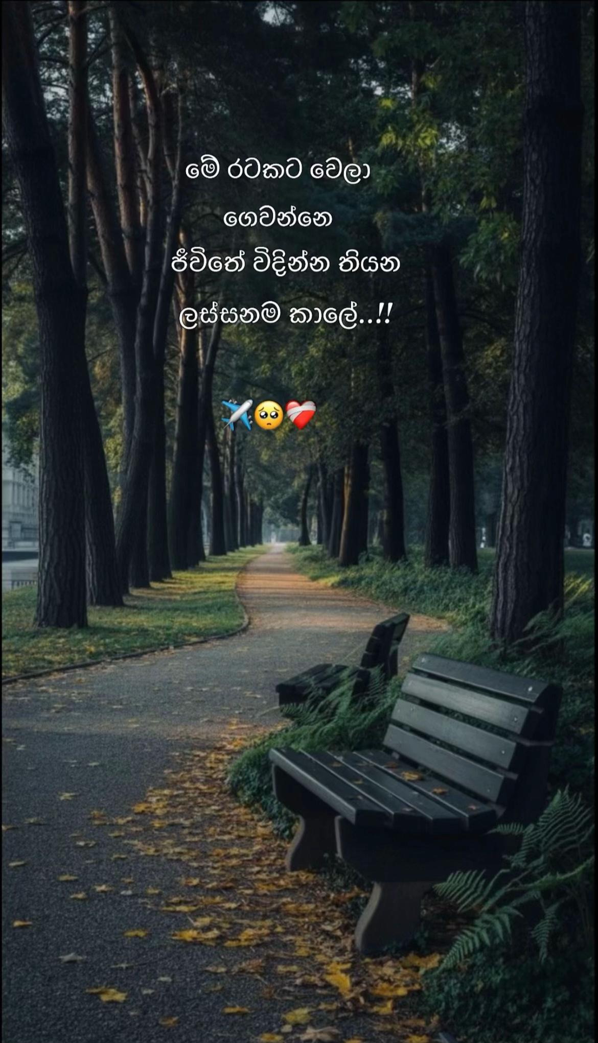 @🍃𝓜𝓪𝓼𝓱𝓲 🍃 🇱🇰 &hearts;︎ 🇰🇼