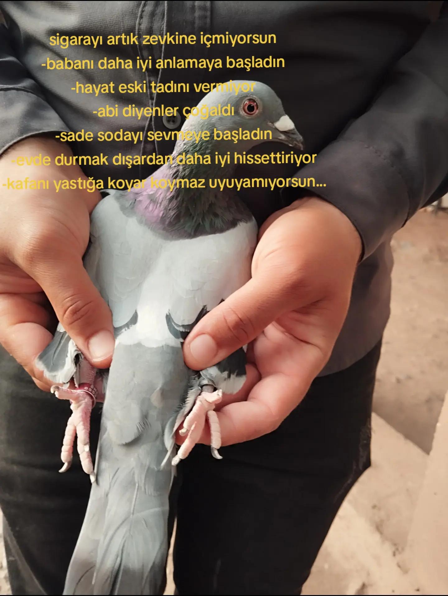 @YARIŞ POSTASI