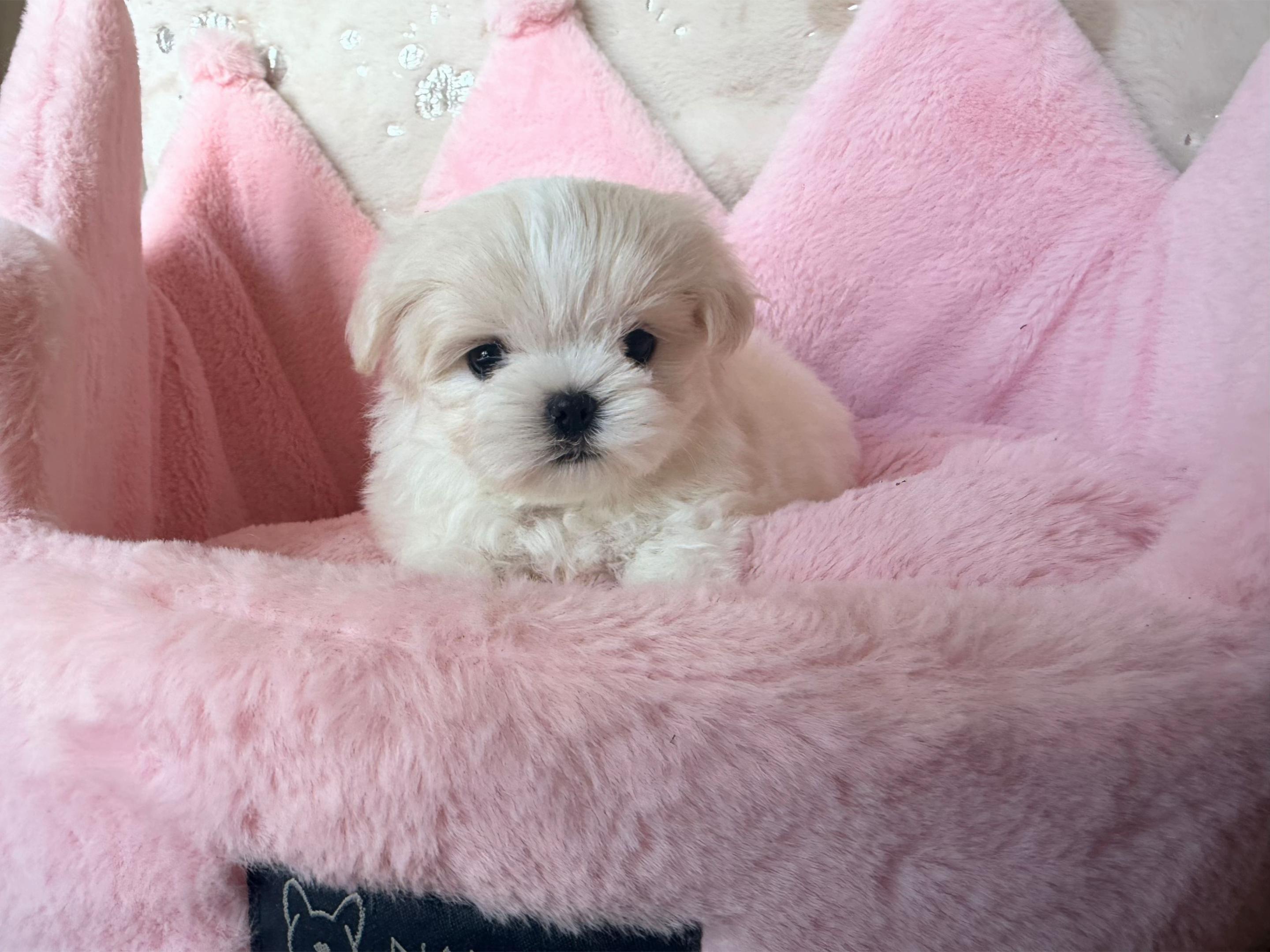 @Bambelina Maltese