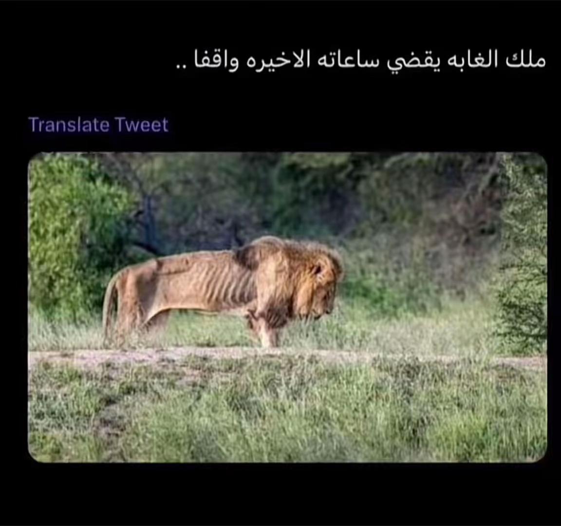 @م. فيصل النغيمشي